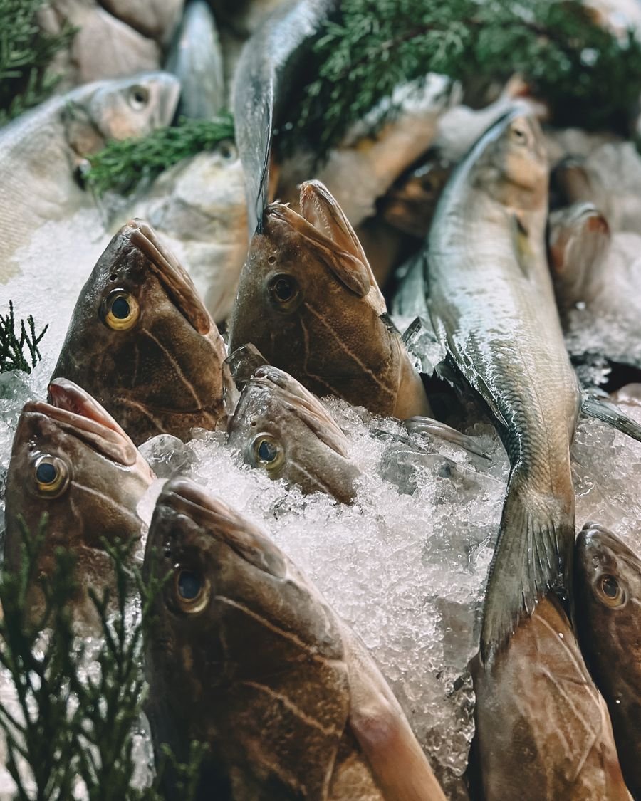 Fresh whole fish on ice